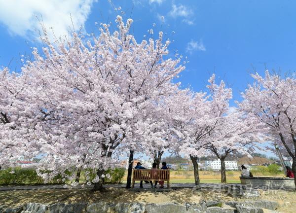 [크기변환]오산벚꽃사진 2.JPG