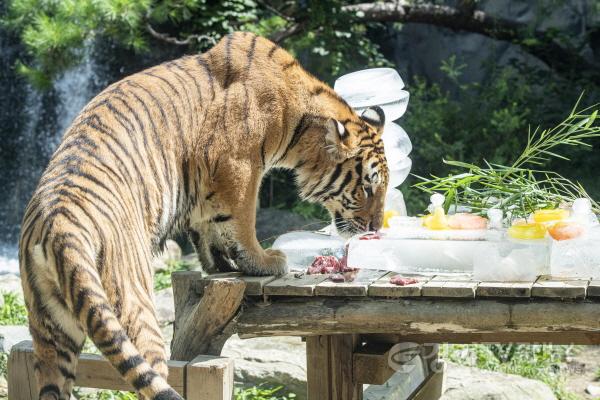 [크기변환]에버랜드, 세계 호랑이의 날 (9).jpg