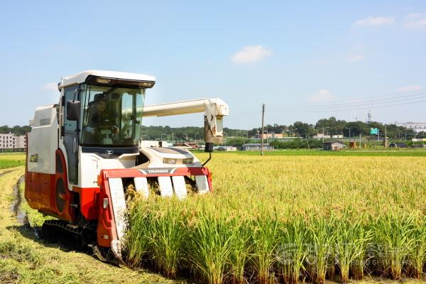 [크기변환]임금님표 이천햅쌀 수확(김경희 이천시장) (2).jpg