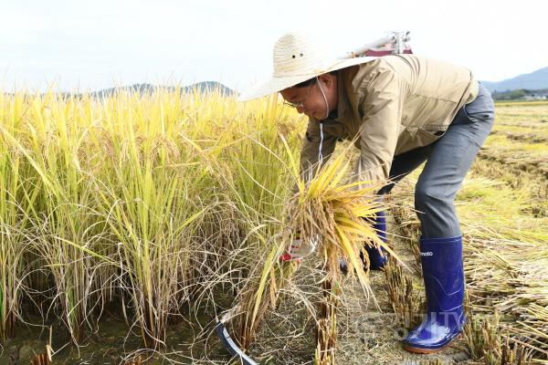 [크기변환]76.이민근 안산시장, 풍년 기원 본오뜰 벼베기 행사 …농가돕기 나서 (2).jpg