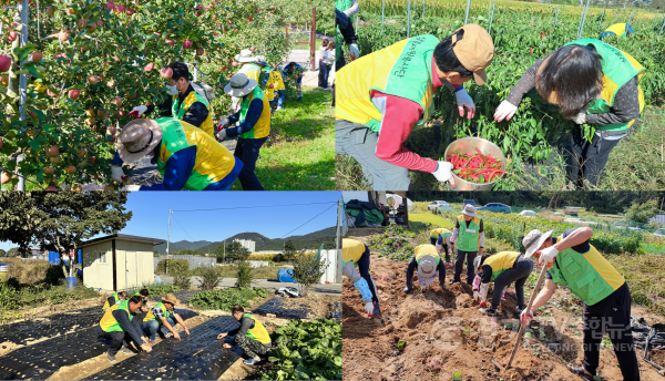 [크기변환][자료사진] 공무원연금공단, 가을 수확기 맞아 부족한 농촌 일손 돕기에 ’구슬땀’.png