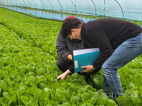 [크기변환]3-2. 용인시농업기술센터 직원이 채소·특용작물 환경제어기술 시범 농가를 찾아 작물을 살피고 있다..jpg