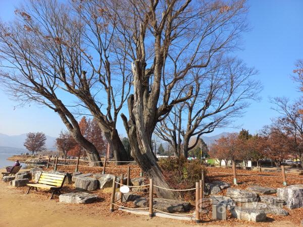 [크기변환]사본 -[크기변환]400년 넘은 느티나무.jpg