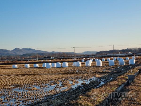 [크기변환]사본 -곤포사일리지 볏짚비닐.jpg