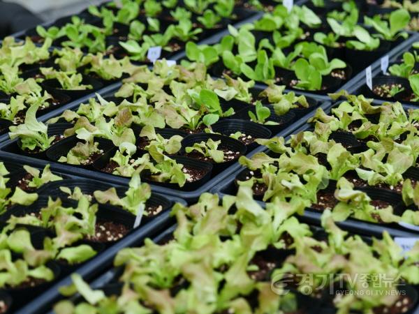 [크기변환]사본 -5. 용인특례시가 농촌테마파크에서 주말마다 모종나눔행사를 연다.jpg