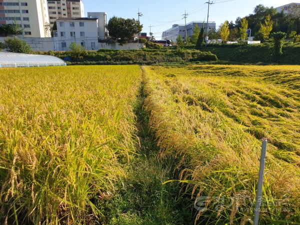 [크기변환]사본 -좌해들, 우추청.jpg