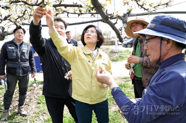 [크기변환]사본 -배 저온 피해 농가 현장 방문 (3).jpg