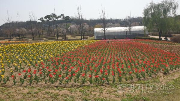 [크기변환]사본 -추가02- 금은모래강변공원에 튤립으로 봄기운 활짝 (3).jpg