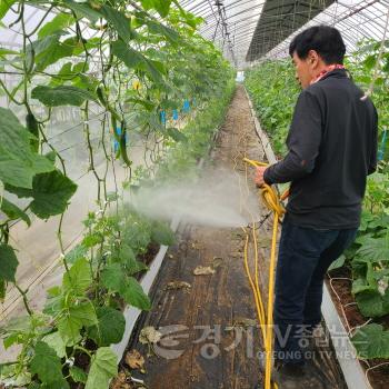 [크기변환]사본 -6. 용인특례시가 오이농가 10곳에 친환경 해충방제를 위한 미생물을 지원했다 (1).jpg