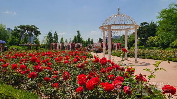 [크기변환]1-2 오산시 대표공원, 고인돌공원의‘장미뜨레’시민들 방문 기다려.jpg