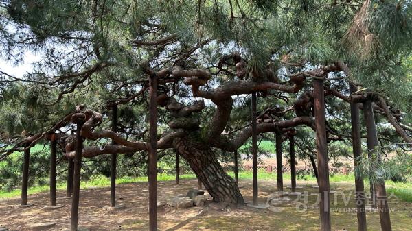 [크기변환]사본 -천연기념물 반룡송.jpg