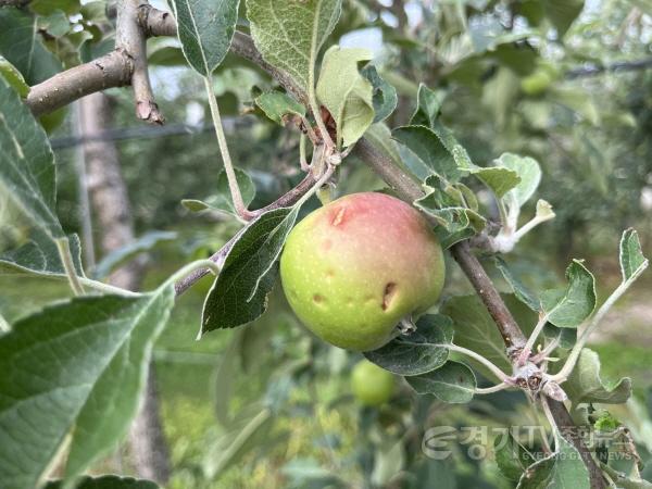 [크기변환]사본 -추가03- 여주시, 이충우 시장 우박 피해농가 신속한 복구대책지시.jpg