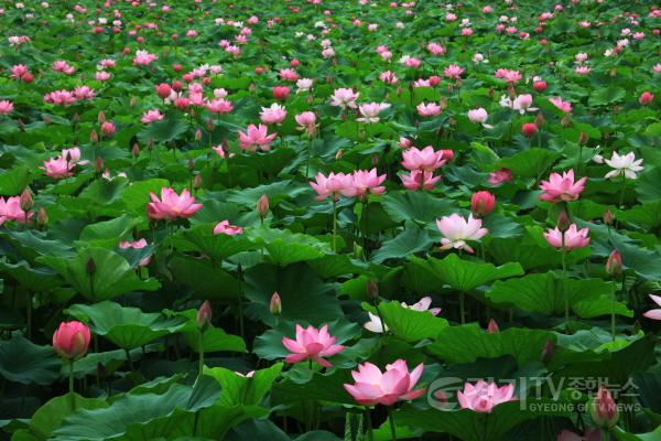 [크기변환]사본 -09 세미원 연꽃문화제(1).jpg