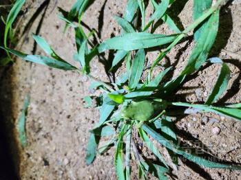 [크기변환]사본 -수원청개구리, 수원 평리들에서 7개체 서식 확인(3).jpg