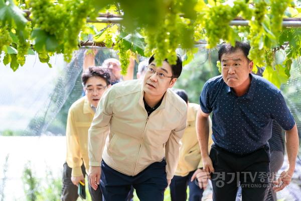 [크기변환]오병권+부지사，+안산+포도+농가+찾아+폭염+대응+상황+점검_2.jpg
