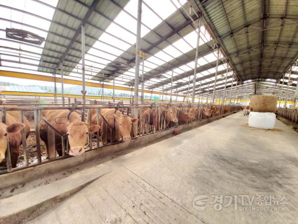[크기변환]1. 용인특례시가 원삼·백암지역 대상으로 축사악취 저감시설 확충 지원에 나설 예정이다. 사진은 축산농가 모습..jpg