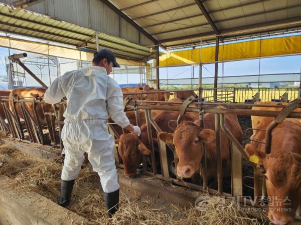 [크기변환]8. 용인특례시 공수의사가 처인구의 한 농가에서 구제역백신을 접종하고 있다..jpg