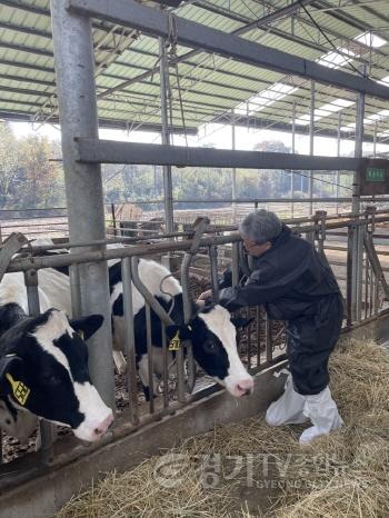 [크기변환]럼피스킨병 백신 접종 사진.jpeg