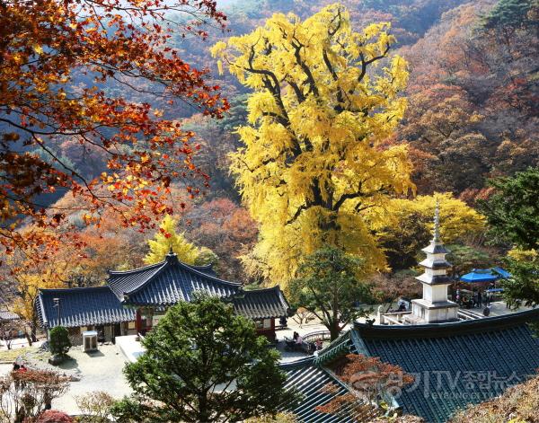 [크기변환]05 용문사(1).jpg