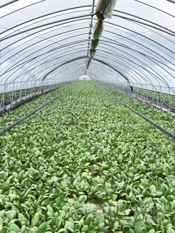 [크기변환]7. 용인특례시 한 청경채 재배 농가 전경 (1).JPG