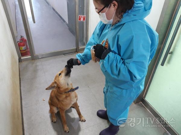 [크기변환]1-2. 용인시 동물보호센터에서 보호하고 있는 유기동물이 사회화 훈련을 받고 더 건강하개에서 만든 수제 간식을 급여받고 있는 모습..jpg