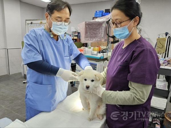 [크기변환]5. 용인특례시가 상반기 광견병 예방접종을 시행한다. 관계자가 예방접종을 하고 있다..jpg