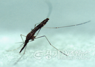 02 양평군 말라리아 감염 주의 당부(중국얼룩날개모기 암컷 성충).png