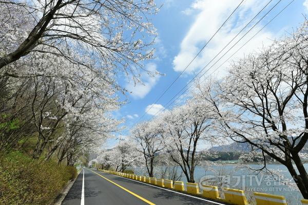 [크기변환]수도권 벚꽃 명소, 광주시 (2).jpg