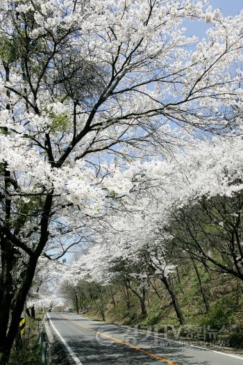 [크기변환]수도권 벚꽃 명소, 광주시 (3).JPG