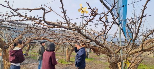 [크기변환]2.과수 저온피해 예방에 총력 대응1.jpg