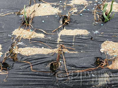 3.양파 마늘 생육불량지 조사(잎집썩음병).png