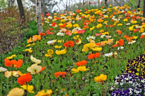 [크기변환]1-3. 봄꽃으로 화려하게 단장한 농촌테마파크 전경.jpg