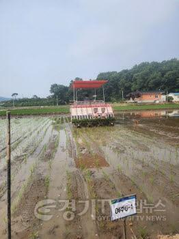 [크기변환]03-여주시, 지역 대표품종 개발을 위한 2년차 모내기1 (1).jpg