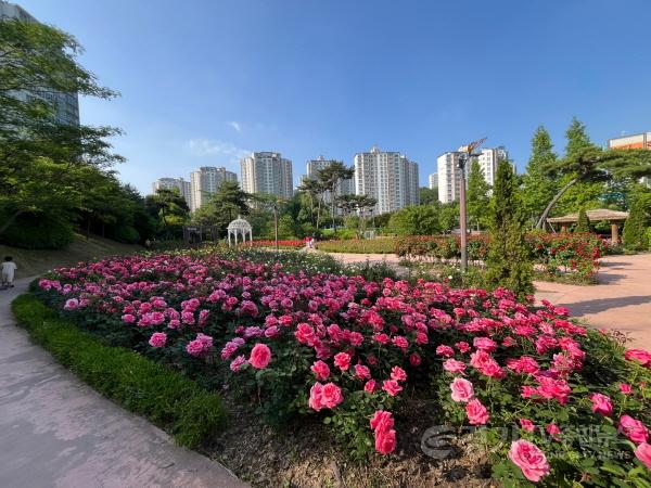 [크기변환]1-2. 오산시, 계절의 여왕 5월 우리 같이 장미 보러 가요.jpeg