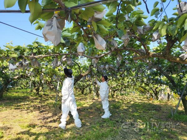 [크기변환]4. 용인특례시가 과수화상병 예방을 위해 예찰방제단을 운영한다.jpg