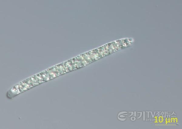 [크기변환]2.+Planktothricoides+raciborskii+미분간섭현미경+사진(×1，000배).jpg
