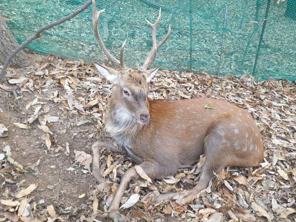 [크기변환]광교산 사슴 포획.jpg