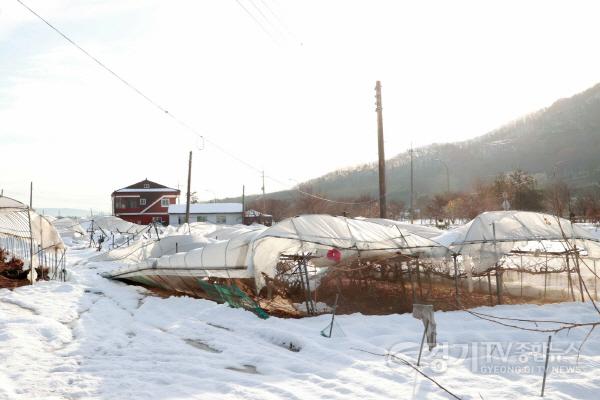 [크기변환]10-2. 용인특례시 폭설로 붕괴된 비닐하우스 모습.jpg