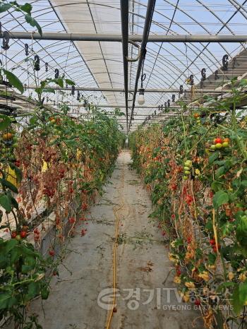 [크기변환]4. 토마토뿔나방 해충 피해를 입은 토마토 농가 사진.jpg