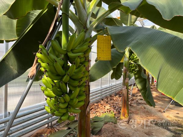 [크기변환]10-2. 용인특례시는 아열대작물 과학영농시설에서 바나나 첫 수확에 성공했다.jpg