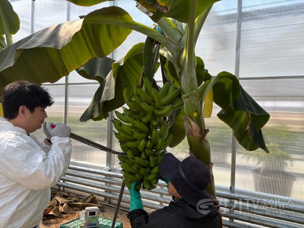 [크기변환]10-1. 용인특례시는 아열대작물 과학영농시설에서 바나나 첫 수확에 성공했다.jpg