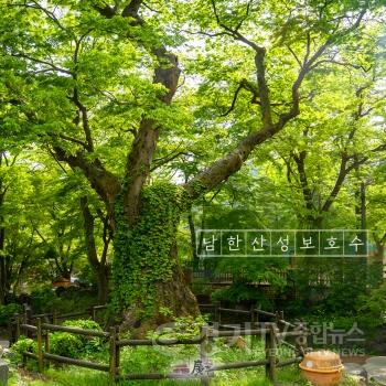 [크기변환]나무사진 1.jpg