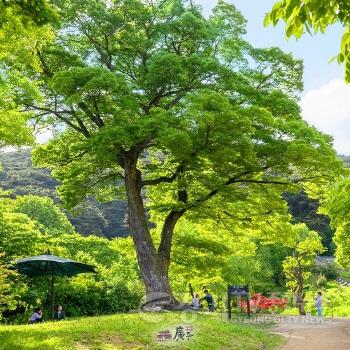 [크기변환]나무사진 2.jpg