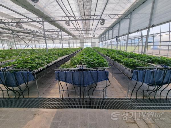 [크기변환]1-2. 딸기 어미묘 재배 현장.jpg