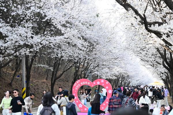 [크기변환]2024년+여주+흥천+남한강+벚꽃축제.jpg