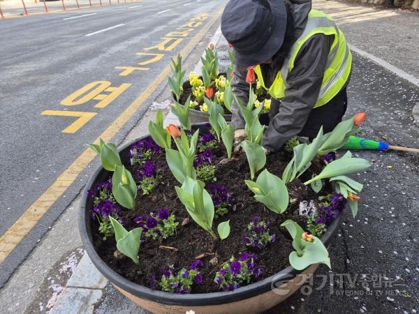 [크기변환]6-2. 용인특례시 수지구청이 13일부터 시민이 통행하는 도로변에 봄꽃을 심었다..jpg