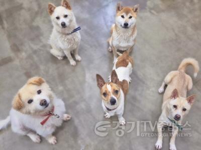 [크기변환]1-1. 용인특례시 동물보호센터에서 보호중인 유기견 사진.jpg