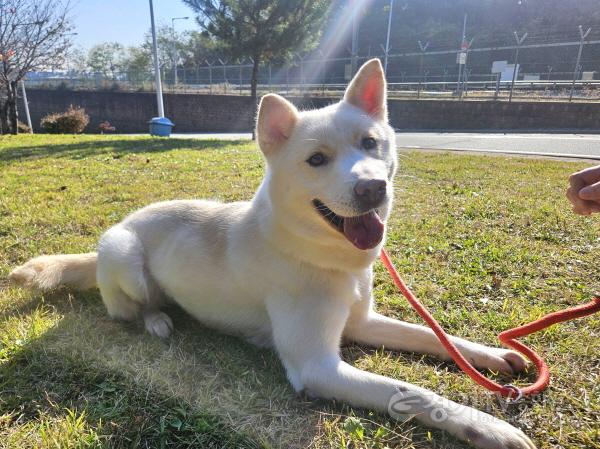 [크기변환]1-2. 용인특례시 동물보호센터에서 보호중인 유기견 사진.jpg