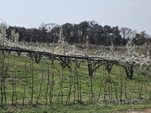 [크기변환]12-1 평택시 배 꽃가루 자급률 향상을 위한 시범사업 추진.jpg