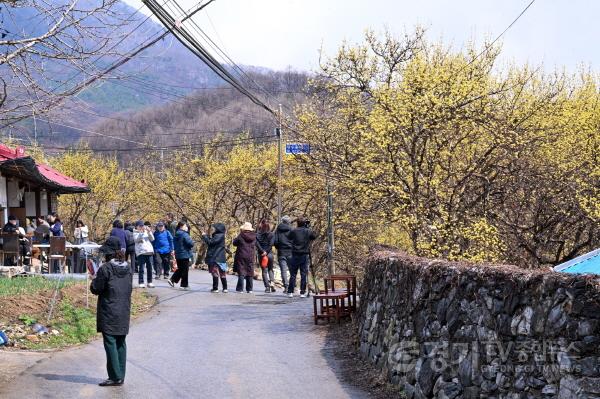 [크기변환]5.20250329개군 산수유 축제2.jpg
